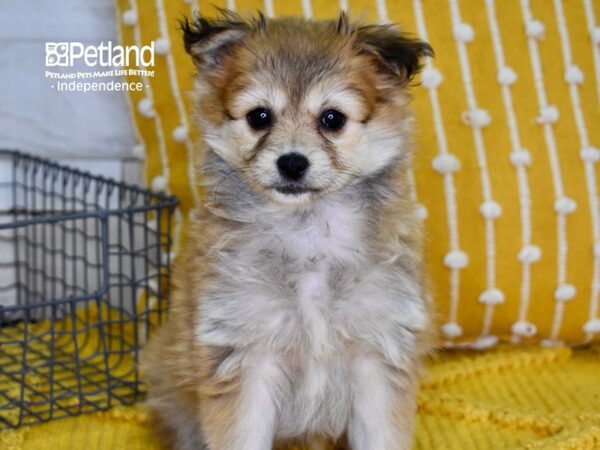 Pomchi-DOG-Female-Sable-4926-Petland Lee's Summit, MO