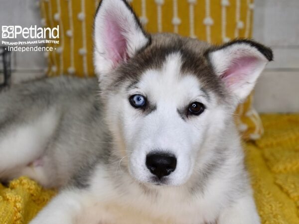Siberian Husky-DOG-Male-Silver & White-4930-Petland Lee's Summit, MO