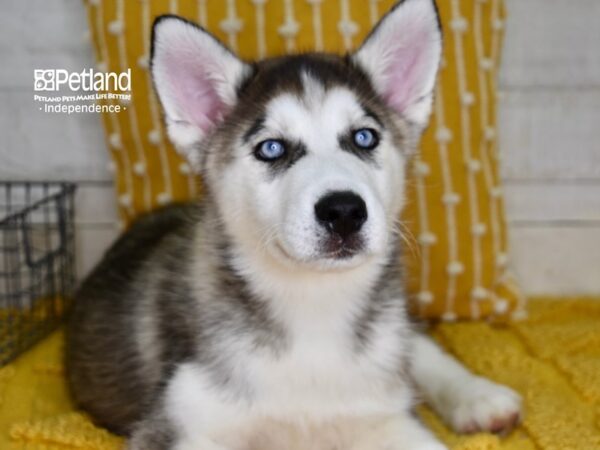 Siberian Husky-DOG-Male-Silver & White-4931-Petland Lee's Summit, MO