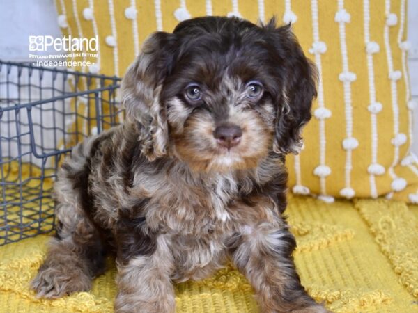 Cockapoo 2nd Generation-DOG-Male-Chocolate Merle-4940-Petland Lee's Summit, MO