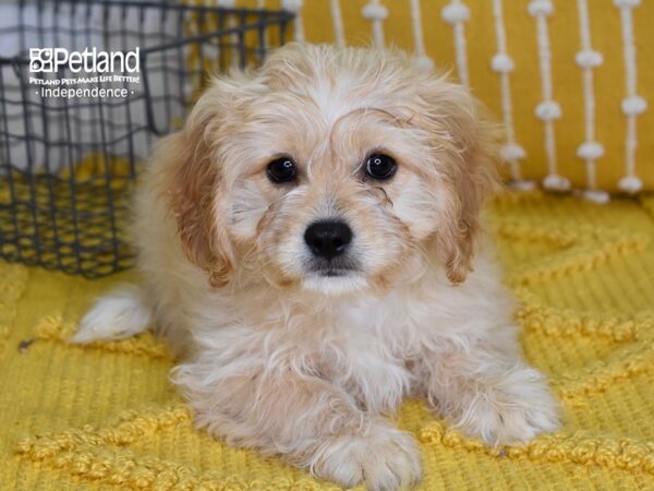 Cavachon-DOG-Male-Buff-4936-Petland Lee's Summit, MO