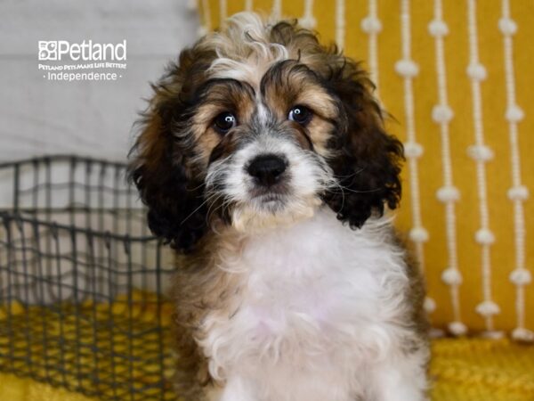 Cockapoo-DOG-Male-Sable & White-4934-Petland Lee's Summit, MO