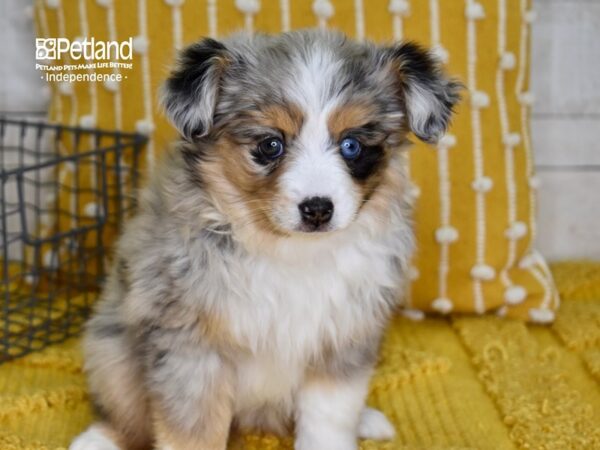Toy Australian Shepherd-DOG-Female-Blue Merle-4938-Petland Lee's Summit, MO