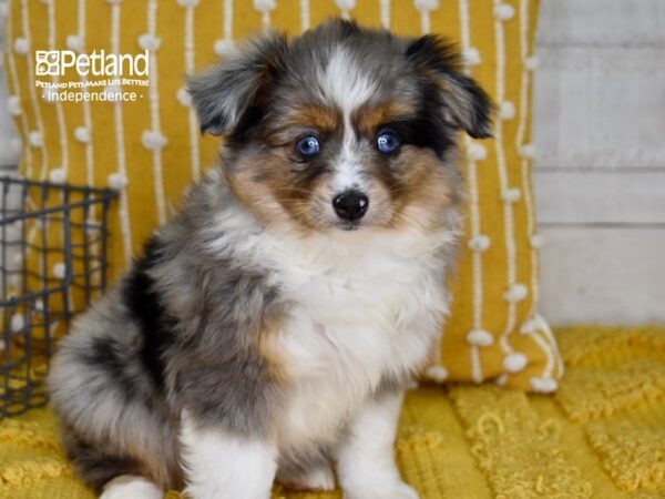 Toy Australian Shepherd-DOG-Female-Blue Merle-4939-Petland Lee's Summit, MO