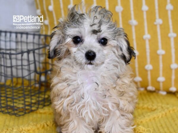 Toy Poodle-DOG-Female-Sable-4906-Petland Lee's Summit, MO