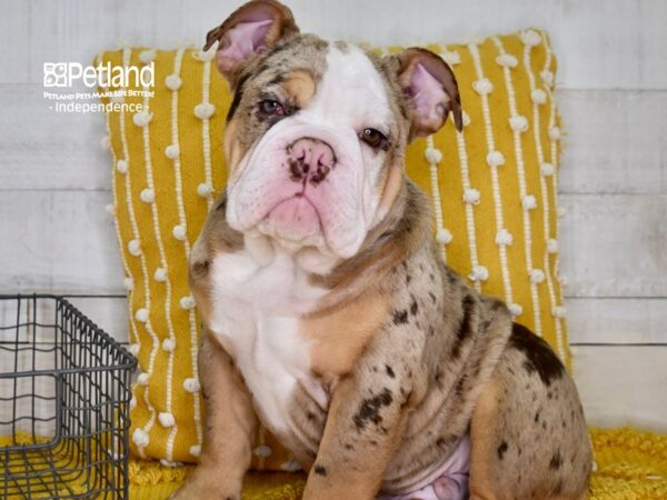 English Bulldog-DOG-Male-Chocolate Tri Merle-4921-Petland Lee's Summit, MO