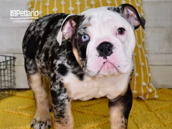 English Bulldog-DOG-Male-Blue Tri Merle-4869-Petland Lee's Summit, MO