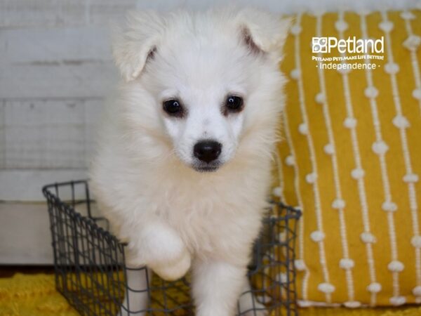 American Eskimo-DOG-Female-White-4960-Petland Lee's Summit, MO