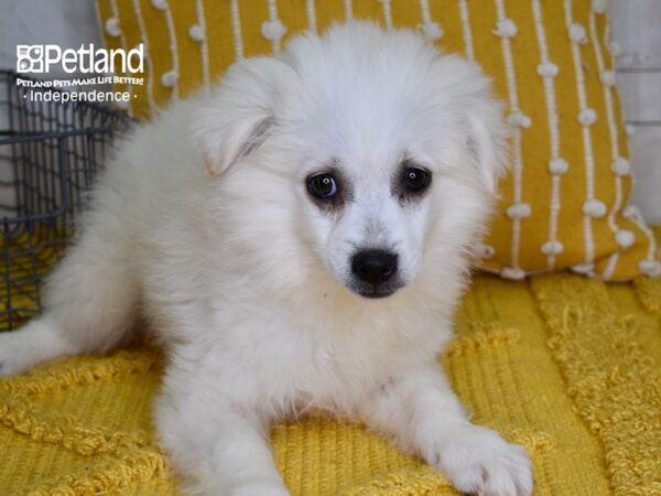 American Eskimo-DOG-Male-White-4959-Petland Lee's Summit, MO