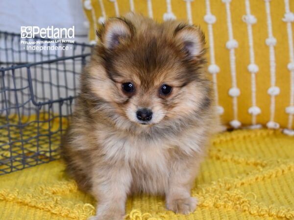 Pomeranian-DOG-Female-Sable-4958-Petland Lee's Summit, MO