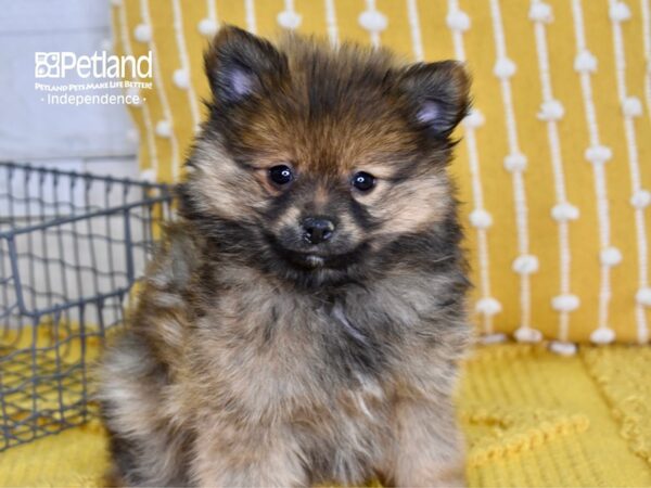 Pomeranian-DOG-Male-Sable-4957-Petland Lee's Summit, MO