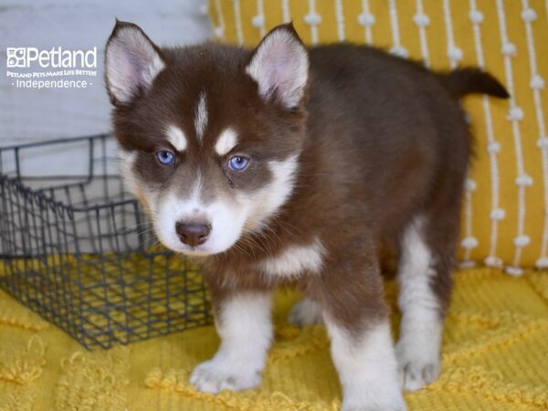 Pomsky-DOG-Male-Red & Tan-4954-Petland Lee's Summit, MO