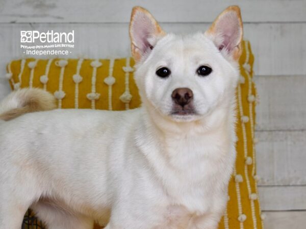 Shiba Inu-DOG-Female-Cream-4952-Petland Lee's Summit, MO