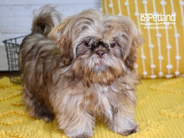 Shih Tzu-DOG-Female-Chocolate-4951-Petland Lee's Summit, MO