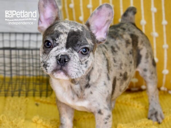 French Bulldog-DOG-Male-Blue Merle-4950-Petland Lee's Summit, MO