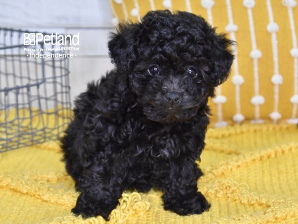 Havapoo-DOG-Male-Black-4944-Petland Lee's Summit, MO