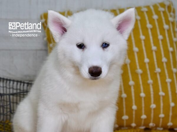 Siberian Husky-DOG-Male-White-4942-Petland Lee's Summit, MO