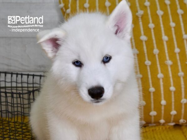 Siberian Husky-DOG-Female-White-4943-Petland Lee's Summit, MO