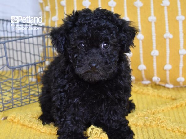 Havapoo-DOG-Female-Black-4947-Petland Lee's Summit, MO