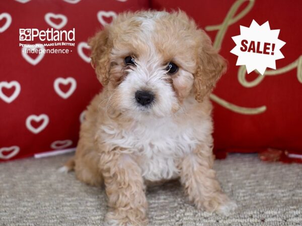 Miniature Goldendoodle 2nd Gen-DOG-Female-Apricot & White-4760-Petland Lee's Summit, MO