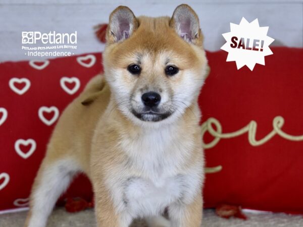 Shiba Inu-DOG-Female-Red Sesame-4776-Petland Lee's Summit, MO