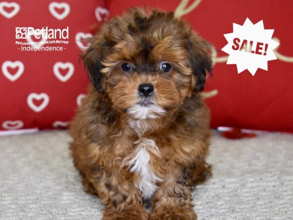 Shih Poo-DOG-Male-Sable-4801-Petland Lee's Summit, MO