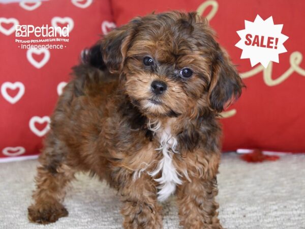 Shih Poo-DOG-Female-Sable-4802-Petland Lee's Summit, MO