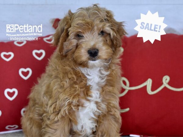 Yorkiepoo-DOG-Male-Red-4819-Petland Lee's Summit, MO