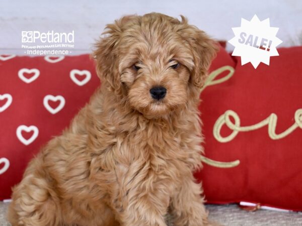 Yorkiepoo-DOG-Female-Red-4820-Petland Lee's Summit, MO