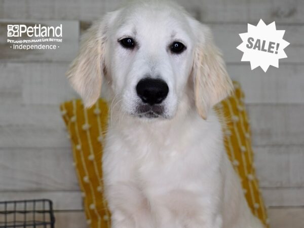 Golden Retriever-DOG-Male-Light Golden-4962-Petland Lee's Summit, MO