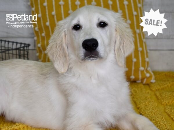 Golden Retriever-DOG-Female-Light Golden-4961-Petland Lee's Summit, MO