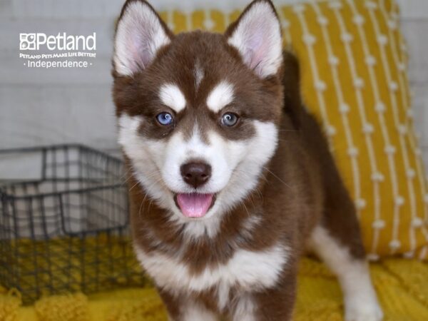 Pomsky-DOG-Female-Red & White-4955-Petland Lee's Summit, MO