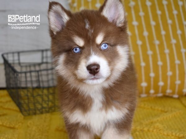 Pomsky-DOG-Male-Red & White-4953-Petland Lee's Summit, MO