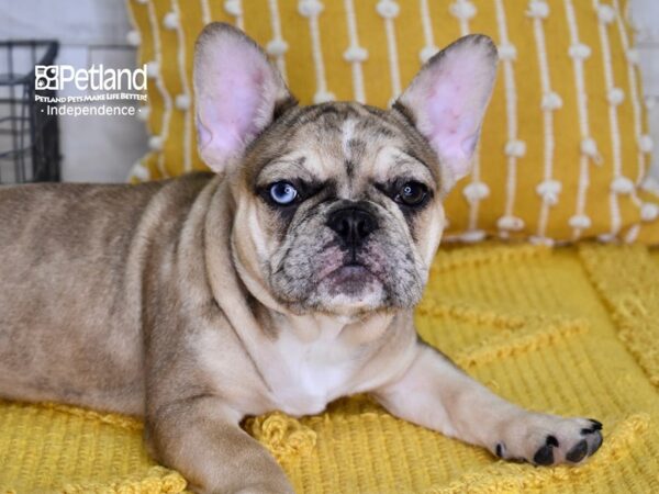 French Bulldog-DOG-Female-Fawn Merle-4948-Petland Lee's Summit, MO
