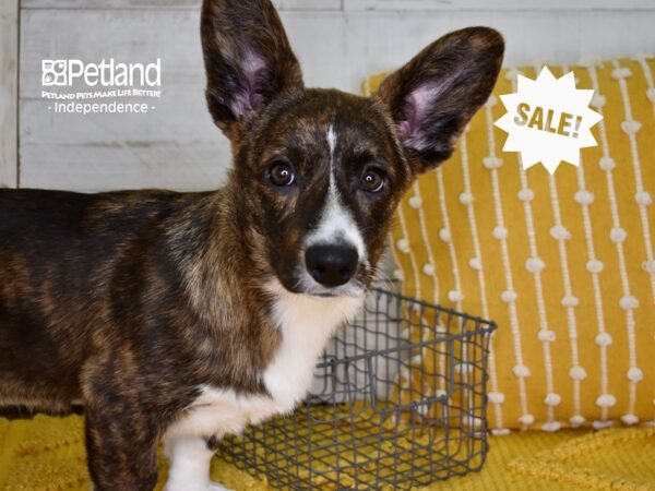 Cardigan Welsh Corgi-DOG-Female-Brindle & White-4736-Petland Lee's Summit, MO