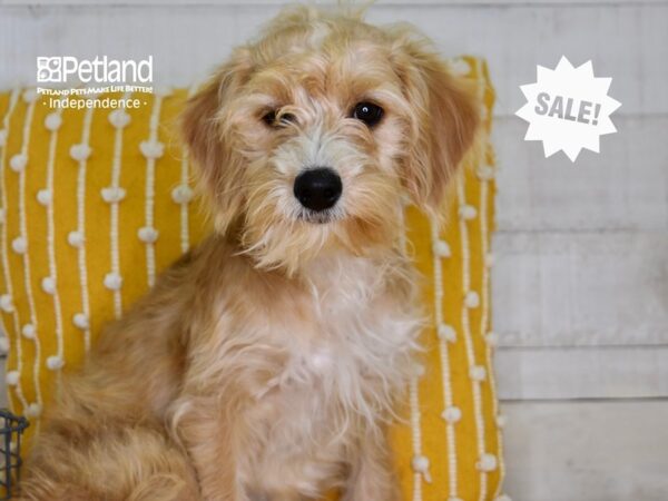 Miniature Goldendoodle 2nd Gen-DOG-Female-Apricot & White-4761-Petland Lee's Summit, MO