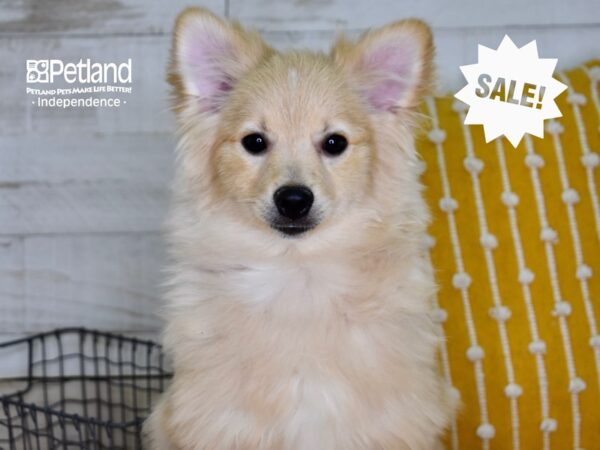 Pomeranian-DOG-Male-Cream-4782-Petland Lee's Summit, MO