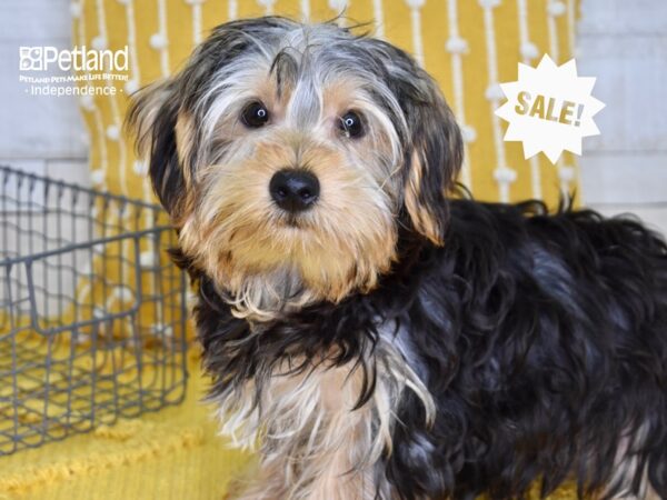 Yorkshire Terrier-DOG-Male-Black & Tan-4792-Petland Lee's Summit, MO