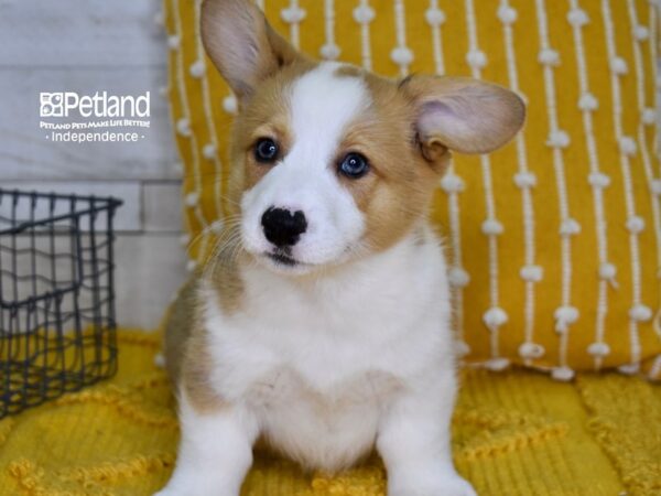 Pembroke Welsh Corgi-DOG-Male-Sable-4971-Petland Lee's Summit, MO