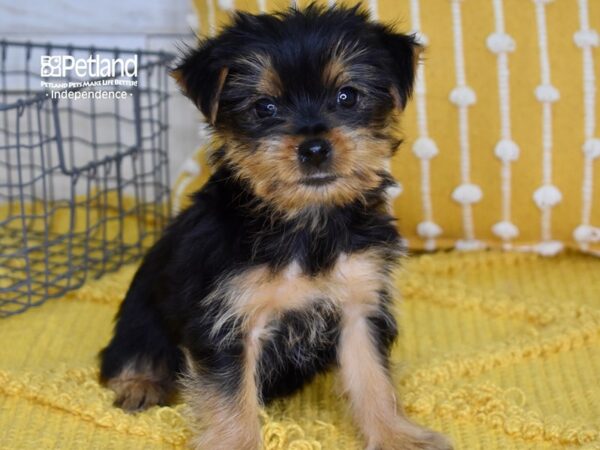 Yorkshire Terrier-DOG-Female-Black & Tan-4970-Petland Lee's Summit, MO