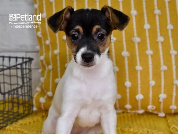 Jack Russell Terrier-DOG-Female-Tri-4966-Petland Lee's Summit, MO