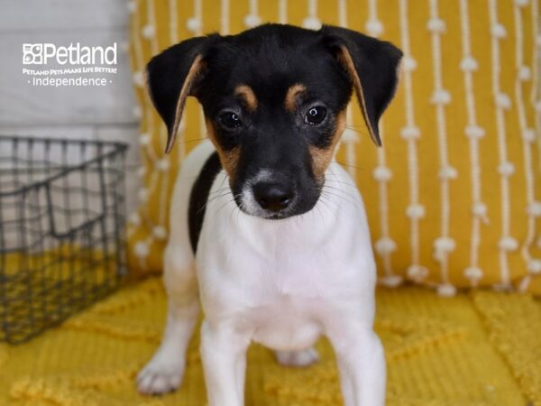 Jack Russell Terrier-DOG-Male-Tri-4965-Petland Lee's Summit, MO