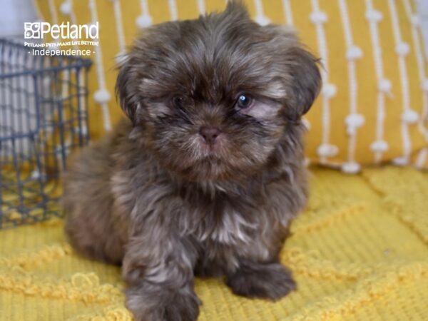 Shih Tzu-DOG-Male-Chocolate-4974-Petland Lee's Summit, MO