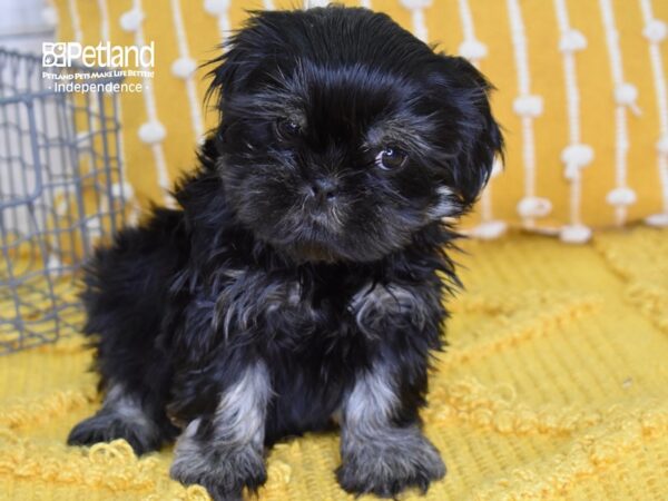 Shih Tzu-DOG-Female-Black & Tan-4975-Petland Lee's Summit, MO