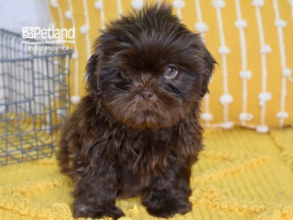 Shih Tzu-DOG-Male-Chocolate-4976-Petland Lee's Summit, MO