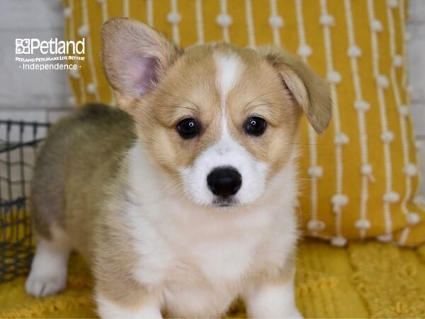 Pembroke Welsh Corgi-DOG-Female-Sable-4972-Petland Lee's Summit, MO