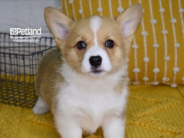 Pembroke Welsh Corgi-DOG-Female-Sable-4973-Petland Lee's Summit, MO