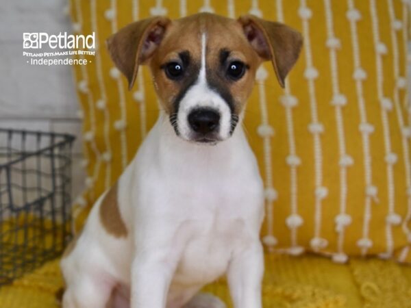 Jack Russell Terrier-DOG-Male-Tan & White-4964-Petland Lee's Summit, MO