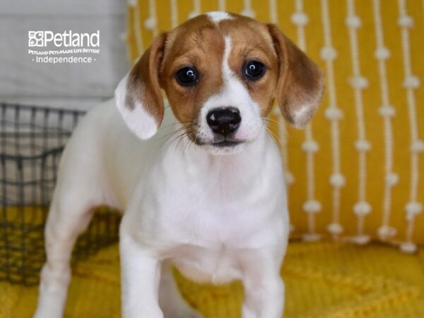 Jack Russell Terrier-DOG-Male-Tan & White-4963-Petland Lee's Summit, MO