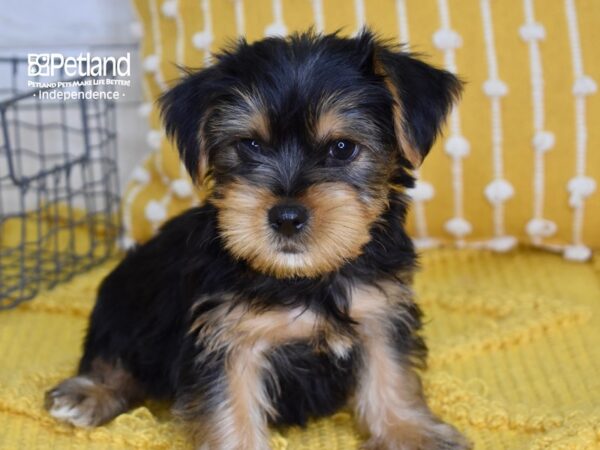 Yorkshire Terrier-DOG-Male-Black & Tan-4969-Petland Lee's Summit, MO